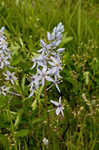 Atlantic camas